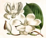 <i>Magnolia denudata</i>, known as the Yulan magnolia (simplified Chinese: 玉兰花; traditional Chinese: 玉蘭花; pinyin: yùlánhuā; literally: 'jade orchid/lily'), is native to central and eastern China.<br/><br/>

It has been cultivated in Chinese Buddhist temple gardens since 600 CE. Its flowers were regarded as a symbol of purity in the Tang Dynasty and it was planted in the grounds of the Emperor's palace. It is the official city flower of Shanghai.<br/><br/><i>Magnolia denudata</i> is a rather low, rounded, thickly branched, and coarse-textured tree to 30 feet (9.1 m) tall. The leaves are ovate, bright green, 15 cm long and 8 cm wide. Bark is a coarse dark gray. The 10–16 cm white flowers that emerge from early to late spring, while beautiful and thick with a citrus-lemon fragrance, are prone to browning if subjected to frost.