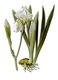 <i>Iris pallida</i> or 'Dalmatian Iris'. 'Köhler's Medizinal-Pflanzen', 1887