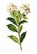 <i>Gardenia jasminoides</i> or 'Common Gardenia'. 'Flora de Filipinas', 1880