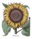 <i>Helianthus</i> or sunflower styled 'Flos Solis Major'. Basilius Besler, <i>Hortus Eystettenis</i>, 1613