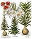<i>Lilium</i> or lilies styled 'Lilium Album'. Basilius Besler, <i>Hortus Eystettenis</i>, 1613